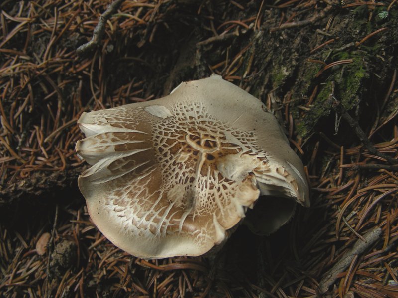 Proposta di studio di Tricholoma saponaceum